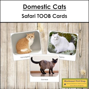 Carte TOOB Safari gatti domestici - Carte Montessori stampabili - Download digitale
