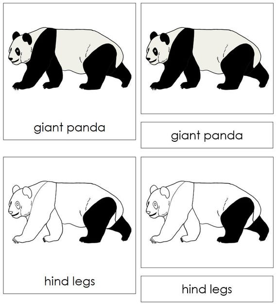 Parts of a Giant Panda Nomenclature 3-part Cards & Blackline