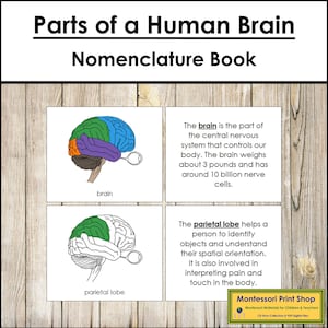 Parts of a Human Brain Nomenclature Book - Science - Printable Montessori Materials - Digital Download