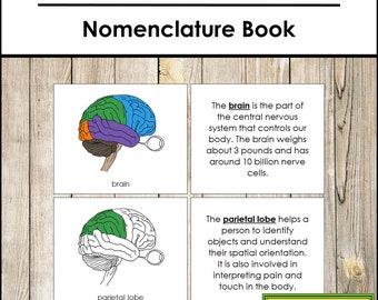 Parts of a Human Brain Nomenclature Book - Science - Printable Montessori Materials - Digital Download