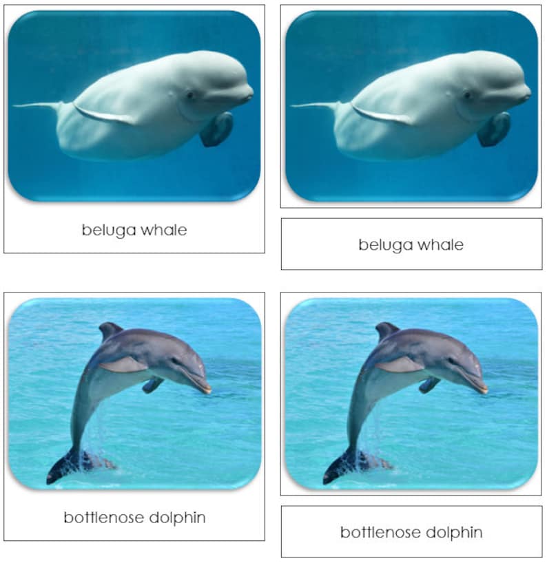 Printable Montessori Cards Digital Download Whales /& Dolphins Safari TOOB Cards