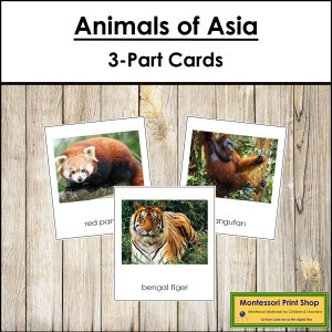 Animali dell'Asia - Carte Montessori sui continenti - Geografia - Carte Montessori stampabili - Download digitale