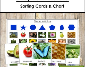 Shapes In Nature Sorting Cards & Control Chart - Montessori Geometry and Science - Printable Montessori Cards - Digital Download