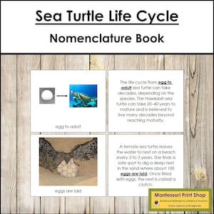 The Sea Turtle Life Cycle Book - Montessori Nomenclature - Printable Montessori Materials - Digital Download