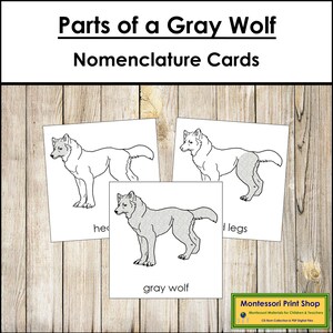 Schede in 3 parti con la nomenclatura delle parti di un lupo grigio - Zoologia Montessori - Materiali Montessori stampabili - Download digitale