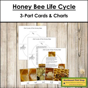 The Honey Bee Life Cycle 3-Part Cards & Charts - Montessori Nomenclature - Printable Montessori Materials - Digital Download