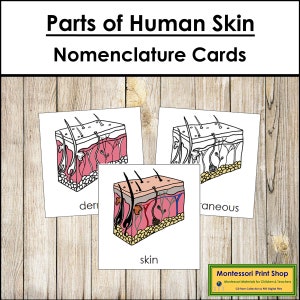Parts of Skin Nomenclature 3-Part Cards - Science - Printable Montessori Materials - Digital Download