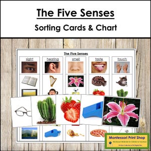 De Five Senses-sorteerkaarten en controlekaart - Montessoriwetenschap - Afdrukbare Montessorikaarten - Digitale download