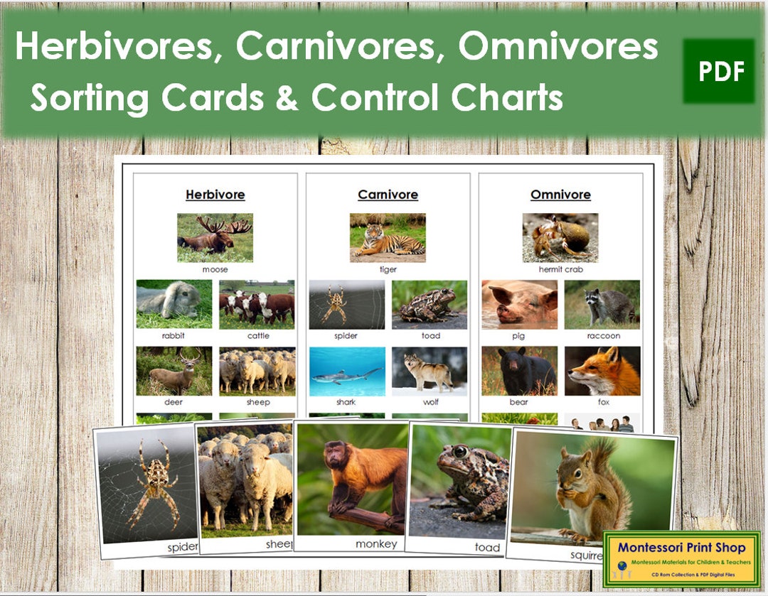 Herbivores Carnivores and Omnivores Sorting Cards & Control - Etsy Ireland