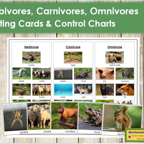 Herbivores Carnivores and Omnivores Sorting Cards & Control - Etsy Herbivores Carnivores and Omnivores Sorting Cards & Control - Etsy