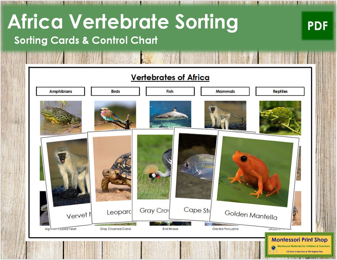 Africa Vertebrate Sorting Cards & Control Chart Montessori - Etsy Hong Kong Africa Vertebrate Sorting Cards & Control Chart Montessori - Etsy Hong Kong