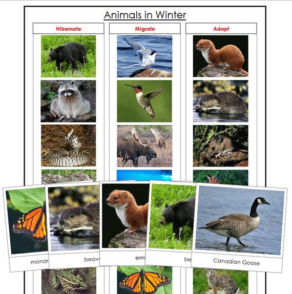 List Of Animals That Migrate