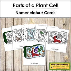 Parts of a Plant Cell Nomenclature 3-Part Cards & Blackline Master - Montessori Botany and Biology (Digital Download)