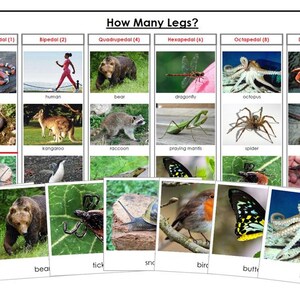 How Many Legs Do These Animals Have? Sorting Cards & Control Chart - printable zoology lesson by Montessori Print Shop - Digital Download