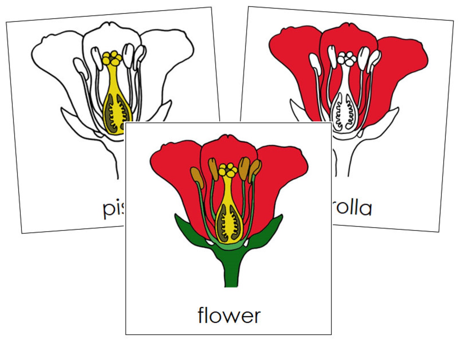 Parts of the Flower Nomenclature 3-part Cards Montessori | Etsy
