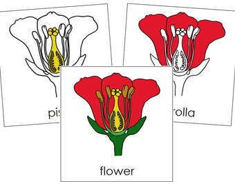 Parts of a Flower Nomenclature 3-part Cards Montessori - Etsy