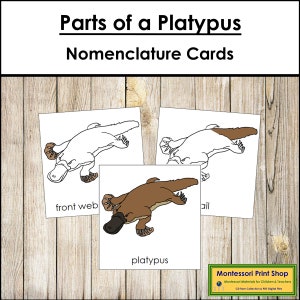 Parts of a Platypus Nomenclature 3-Part Cards - Montessori Zoology - Printable Montessori Materials - Digital Download