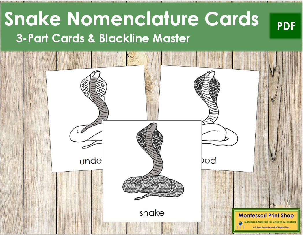 Parts of a Snake Nomenclature 3-part Cards Montessori - Etsy Canada