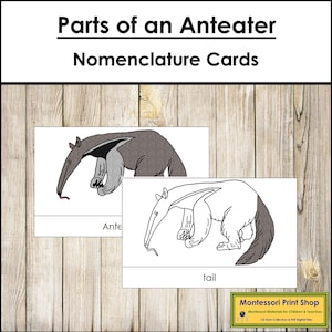 Tarjetas de 3 partes con la nomenclatura de las partes de un oso hormiguero - Zoología Montessori - Materiales Montessori imprimibles - Descarga digital