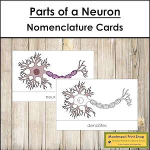 Parts of a Neuron Nomenclature 3-Part Cards - Science - Printable Montessori Materials - Digital Download