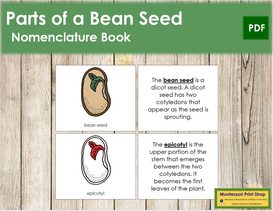 Parts of a Bean Seed Nomenclature Book RED Montessori - Etsy Finland