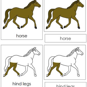Parts of a Horse Nomenclature 3-part Cards - Montessori Zoology ...