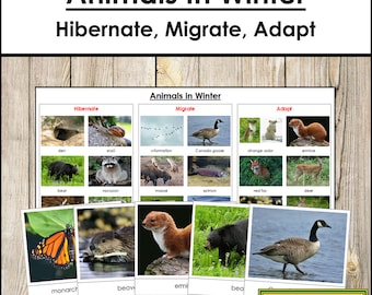 Animals In Winter (Migrate, Hibernate, Adapt) - Zoology - Printable Montessori Cards - Digital Download