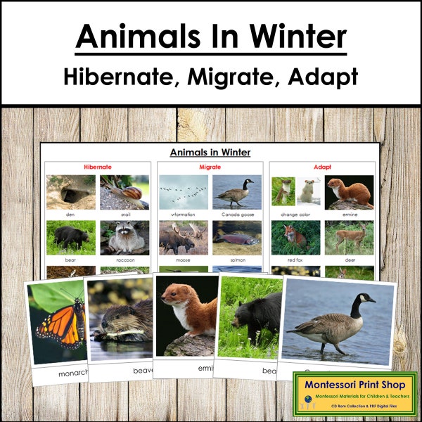 Animals In Winter (Migrate, Hibernate, Adapt) - Zoology - Printable Montessori Cards - Digital Download