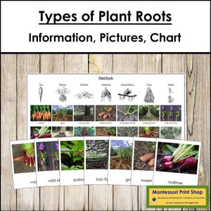 Cartões e tabelas de classificação de tipos de raízes de plantas - Atividade de Botânica Montessori (download digital)