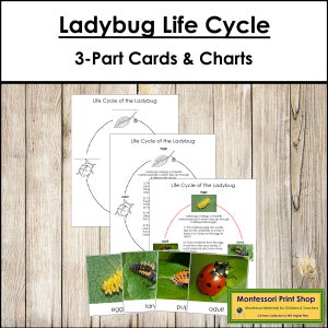 The Ladybug Life Cycle 3-Part Cards & Charts - Montessori Nomenclature - Printable Montessori Materials - Digital Download
