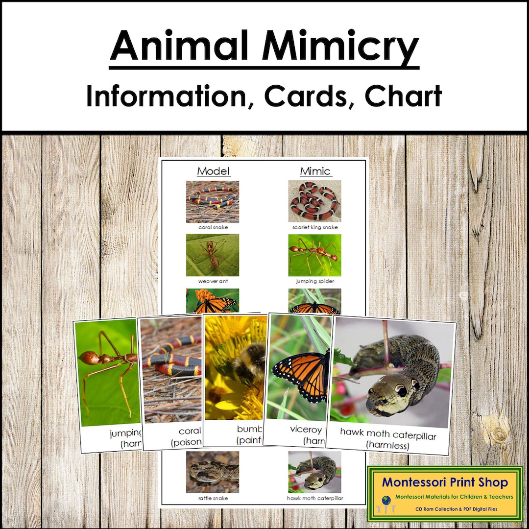 Animal Mimicry Cards Chart Montessori Animal Zoology (digital