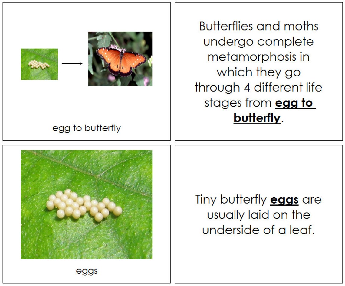 The Butterfly Life Cycle Book Montessori Nomenclature Etsy