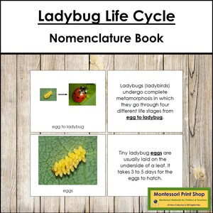 The Ladybug Life Cycle Book - Montessori Nomenclature - Printable Montessori Materials - Digital Download