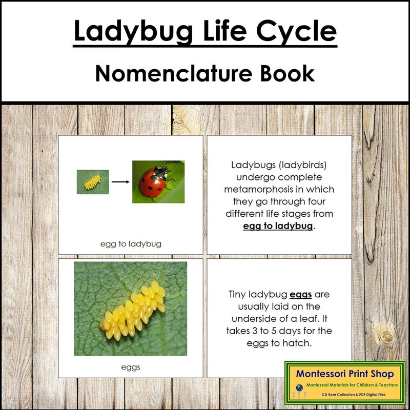 Life Cycle of a Ladybug - Etsy