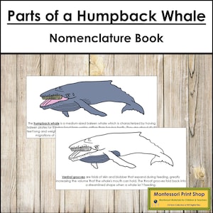 Livro de Nomenclatura das Partes de uma Baleia Jubarte - Zoologia Montessori - Materiais Montessori para Imprimir - Download Digital