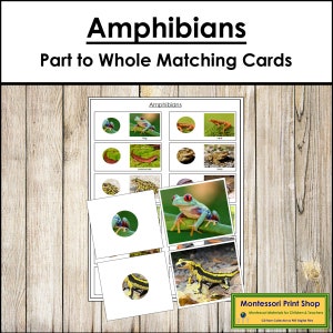 Amphibien Teil zum Ganzen passende Karten & Kontrolldiagramm - Zoologie - Druckbare Montessori Karten - digitaler Download