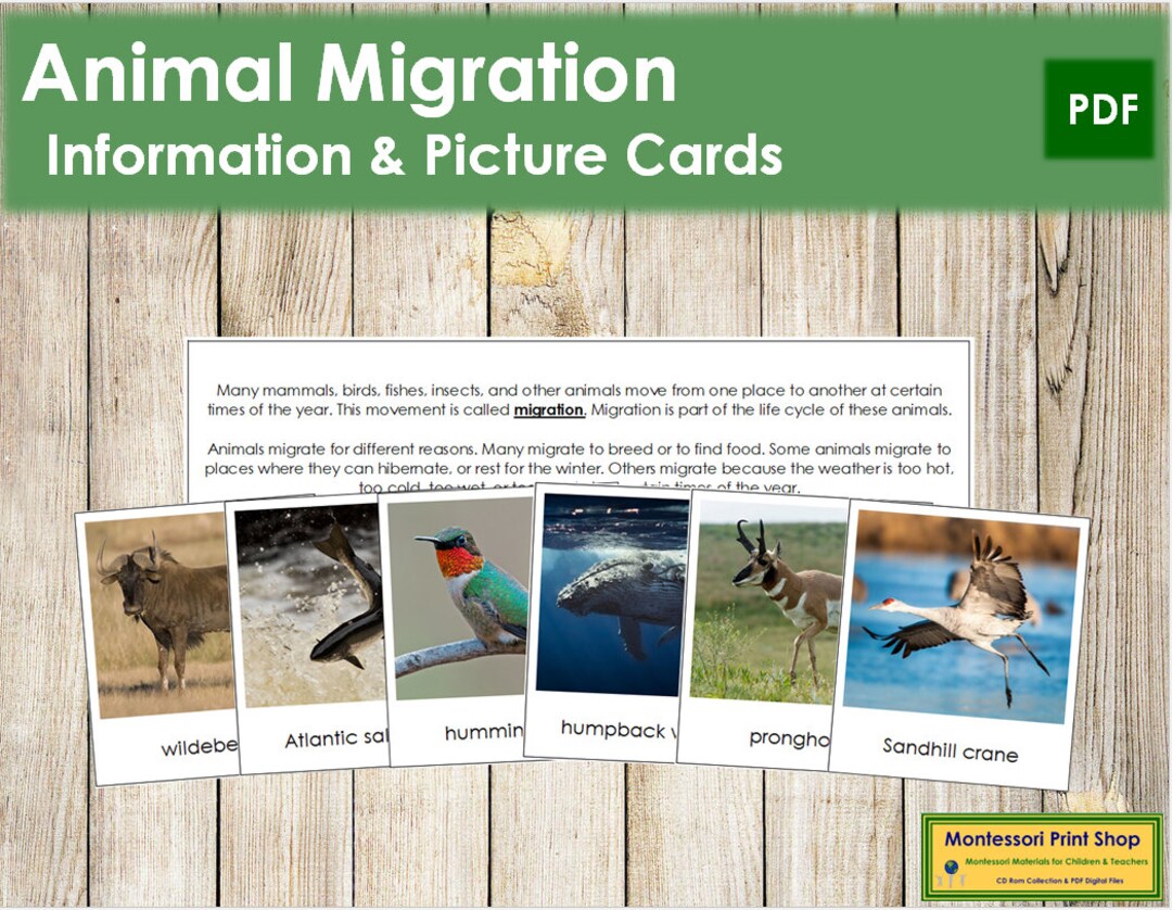 Animal Migration Cards Science Printable Montessori Cards - Etsy Animal Migration Cards Science Printable Montessori Cards - Etsy