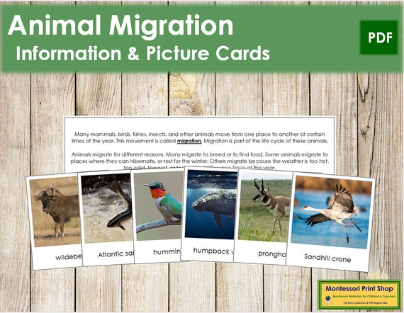 Animal Migration Cards Science Printable Montessori Cards - Etsy Animal Migration Cards Science Printable Montessori Cards - Etsy