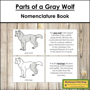 Libro sulla nomenclatura delle parti di un lupo grigio - Zoologia Montessori - Materiali Montessori stampabili - Download digitale