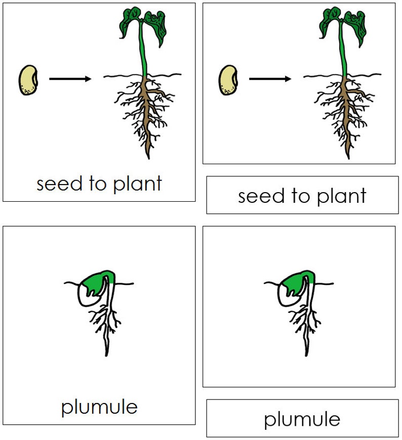 Seed to Plant Life Cycle Nomenclature 3-part Cards - Etsy