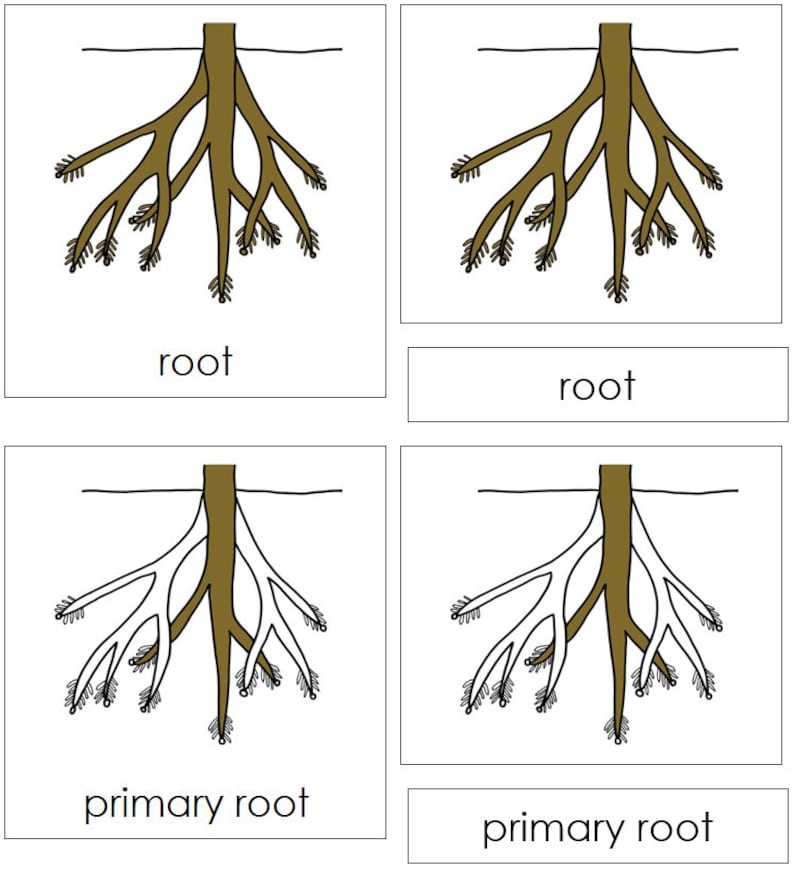 Parts of a Root Nomenclature 3part Cards Montessori Botany Etsy