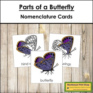 Tarjetas de 3 partes con la nomenclatura de las partes de una mariposa - Zoología Montessori - Materiales Montessori imprimibles - Descarga digital