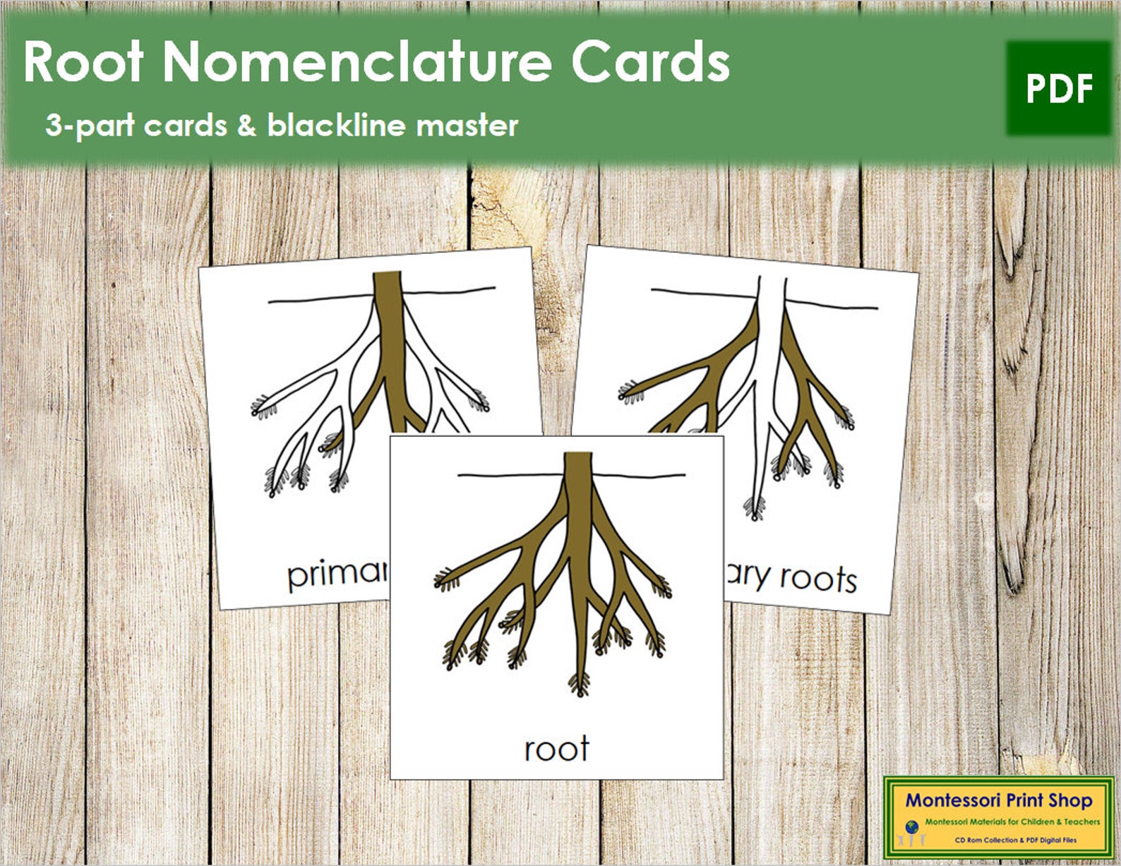 Parts of a Root Nomenclature 3-part Cards Montessori Botany | Etsy