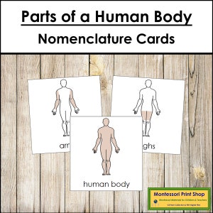Parti del corpo umano - Schede in 3 parti - Scienza - Materiali Montessori stampabili - Download digitale