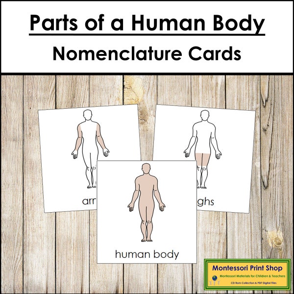 Parts of a Human Body Nomenclature 3-Part Cards - Science - Printable Montessori Materials - Digital Download