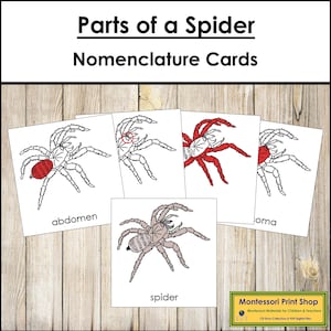 Onderdelen van een spin: nomenclatuur, 3-delige kaarten en sjabloon (rood) - Montessori Zoölogie (digitale download)