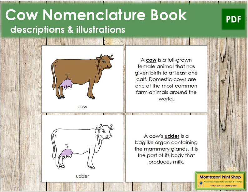Parts of a Cow Nomenclature Book Montessori Zoology - Etsy