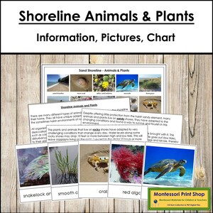 Tarjetas de clasificación y tabla de control de animales y plantas de la costa - Ciencias - Tarjetas Montessori imprimibles - Descarga digital