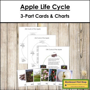The Apple Life Cycle 3-Part Cards & Charts - Montessori Nomenclature - Printable Montessori Materials - Digital Download