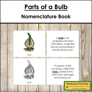 Parts of a Bulb Nomenclature Book - Montessori Botany - Printable Montessori Materials - Digital Download